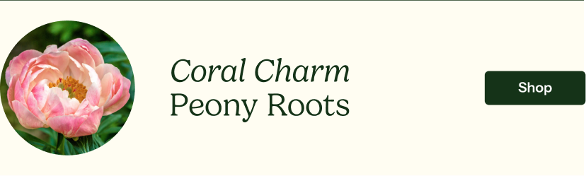 Coral Charm Peony Roots 