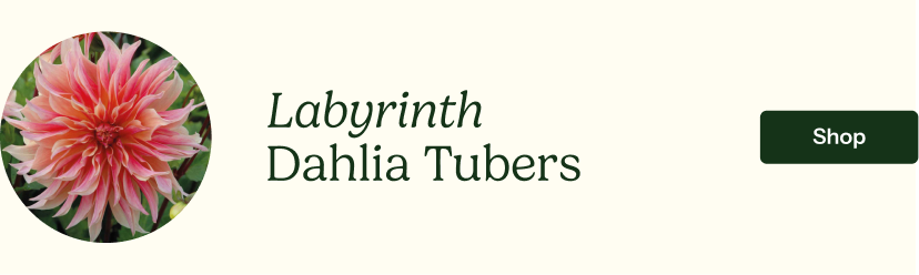 Labyrinth Dahlia Tubers  
