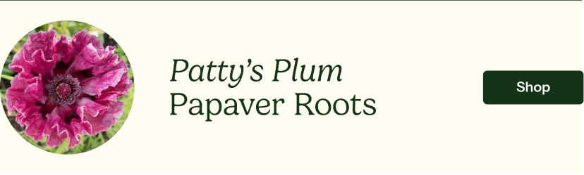 Patty’s Plum Papaver Roots