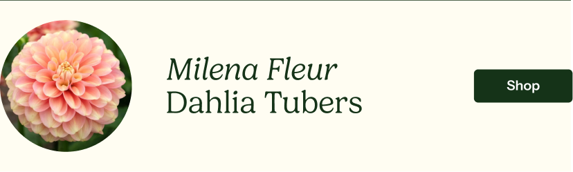 Milena Fleur Dahlia Tubers