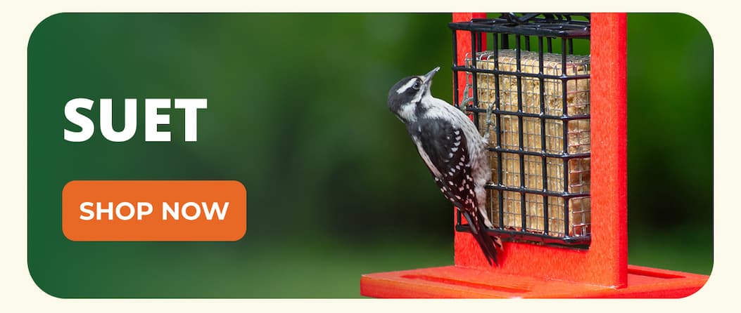 SUET 