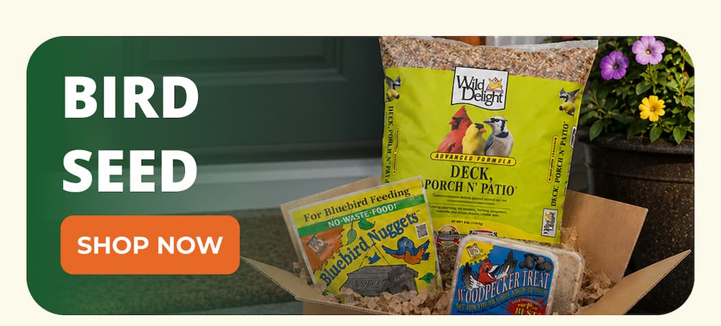 BIRD SEED