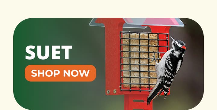 SUET 