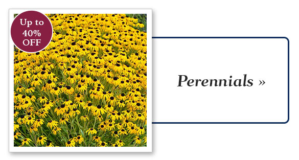 Problem-Solver Plant: Standing Ovation Little Bluestem