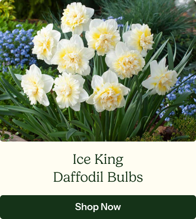 Daffodil Bulbs - Ice King
