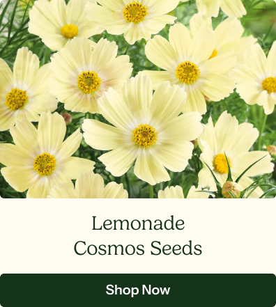 Cosmos Seeds - Lemonade