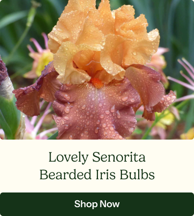 Bearded Iris Bulbs - Lovely Senorita