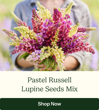 Russell Lupine Seeds - Pastel Mix