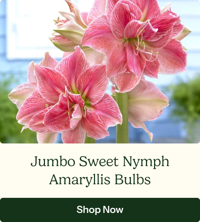 Amaryllis Bulbs - Jumbo Sweet Nymph