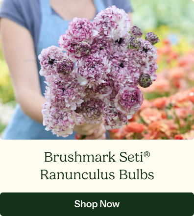 Ranunculus Bulbs - Brushmark Seti®
