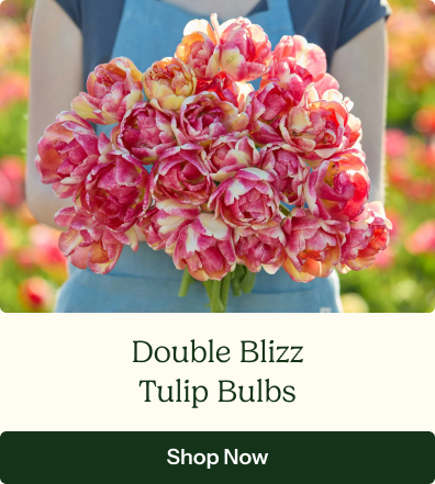 Tulip Bulbs - Double Blizz