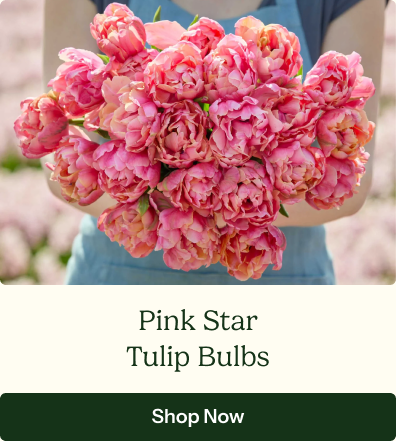 Tulip Bulbs - Pink Star