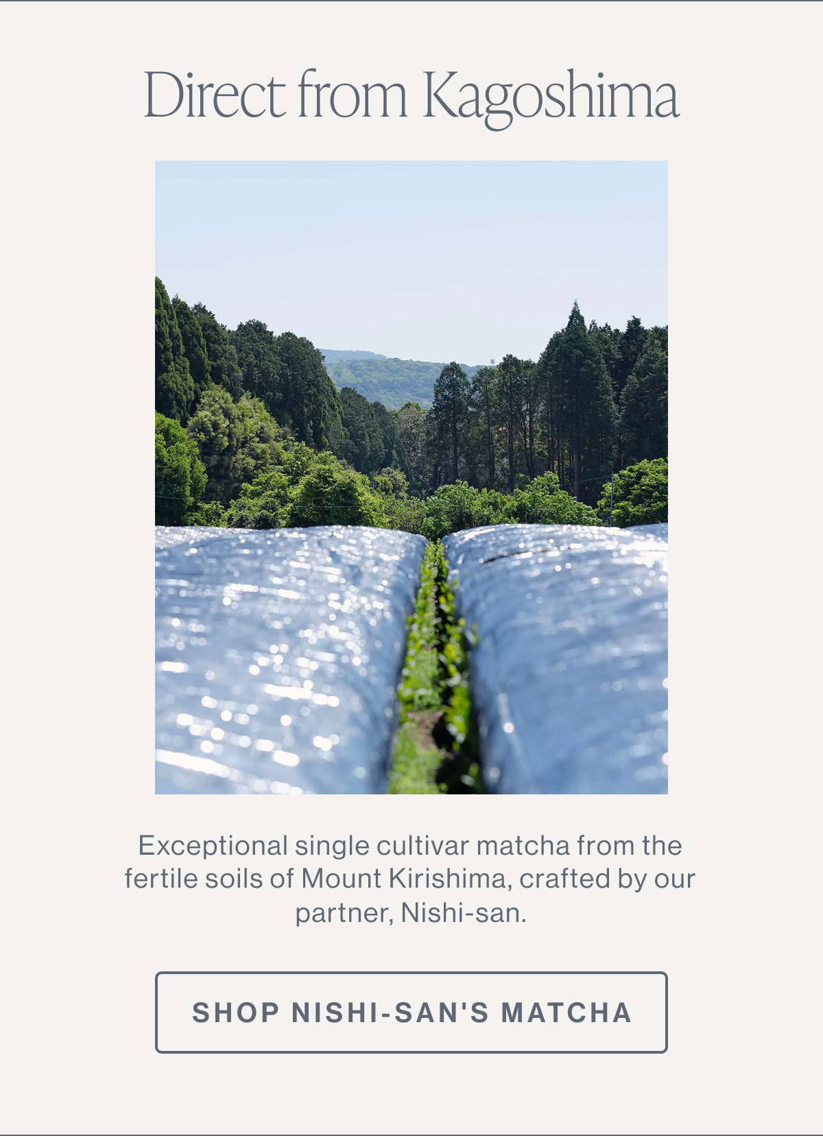 Nishi-san's Matcha