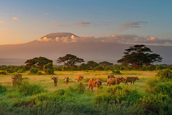Kilimanjaro