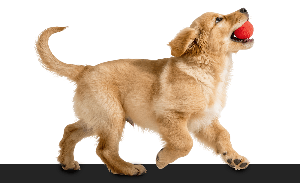 Dog looking up