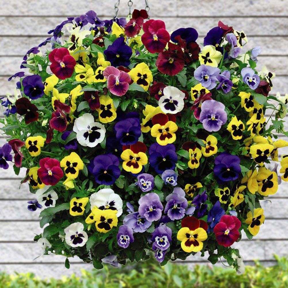 Pansy 'Universal' Mix