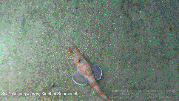 Filmed from above, an armoured searobin boogies across the sea floor.