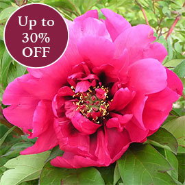 Peonies 
