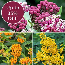 Sun Perennials 
