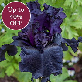 Irises >>
