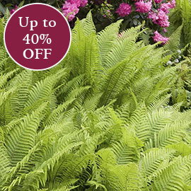 Shade Perennials >>