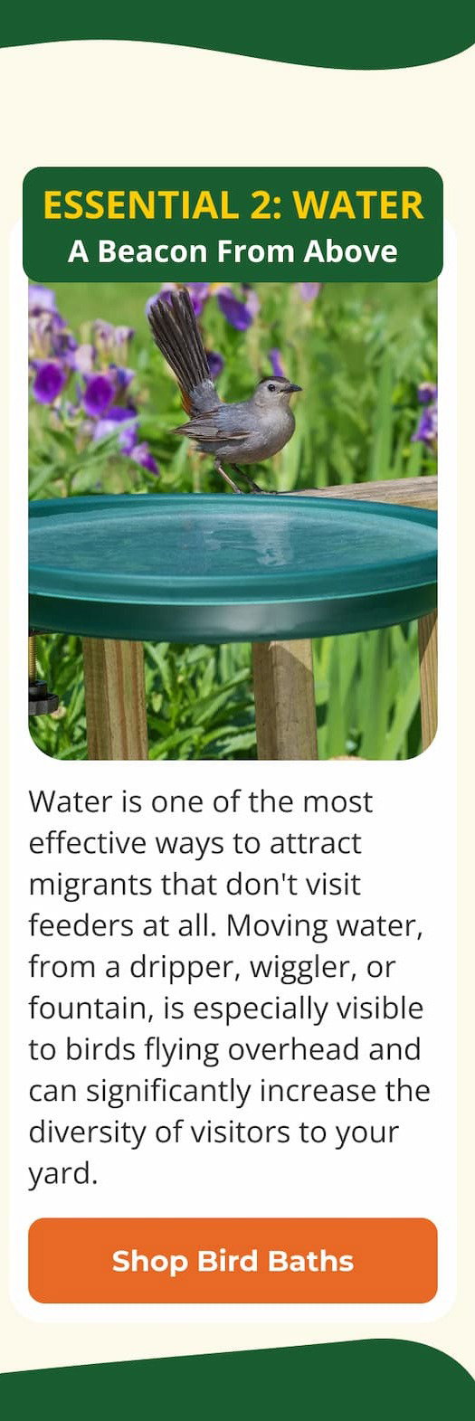 Essential 2: Water A Beacon From Above