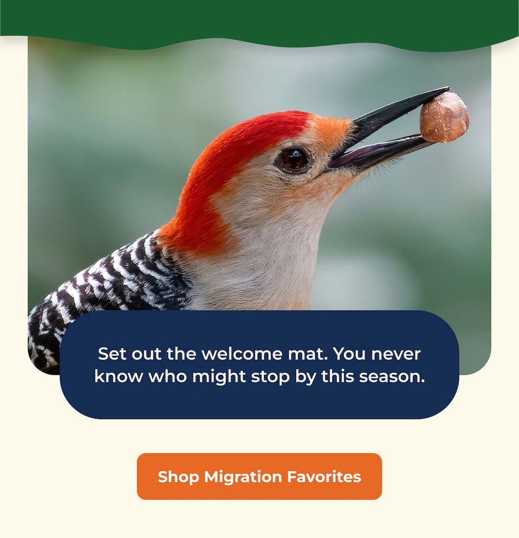 Set out the welcome mat. You never know who might stop by this season.