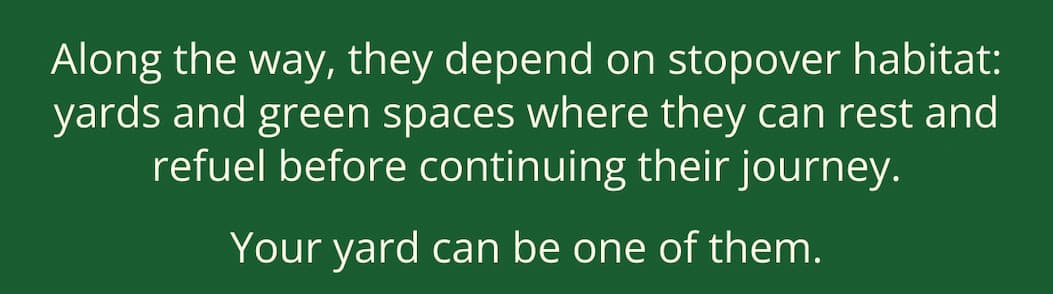 Along the way, they depend on stopover habitat: yards and green spaces where they can rest and refuel before continuing their journey. Your yard can be one of them.