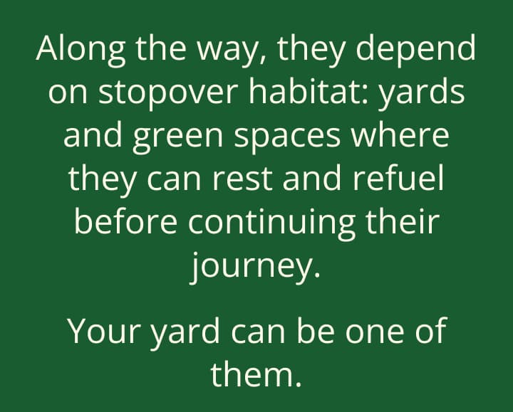 Along the way, they depend on stopover habitat: yards and green spaces where they can rest and refuel before continuing their journey. Your yard can be one of them.