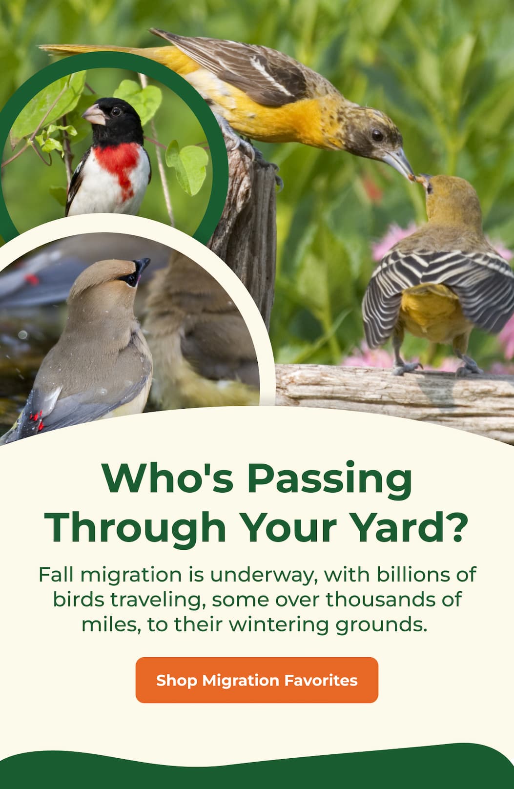Who's Passing Through Your Yard? Fall migration is underway, with billions of birds traveling, some over thousands of miles, to their wintering grounds. 
