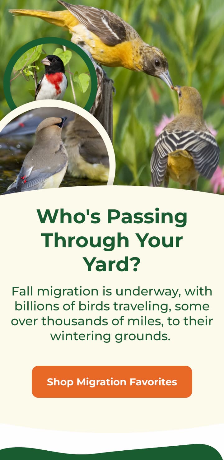 Who's Passing Through Your Yard? Fall migration is underway, with billions of birds traveling, some over thousands of miles, to their wintering grounds. 