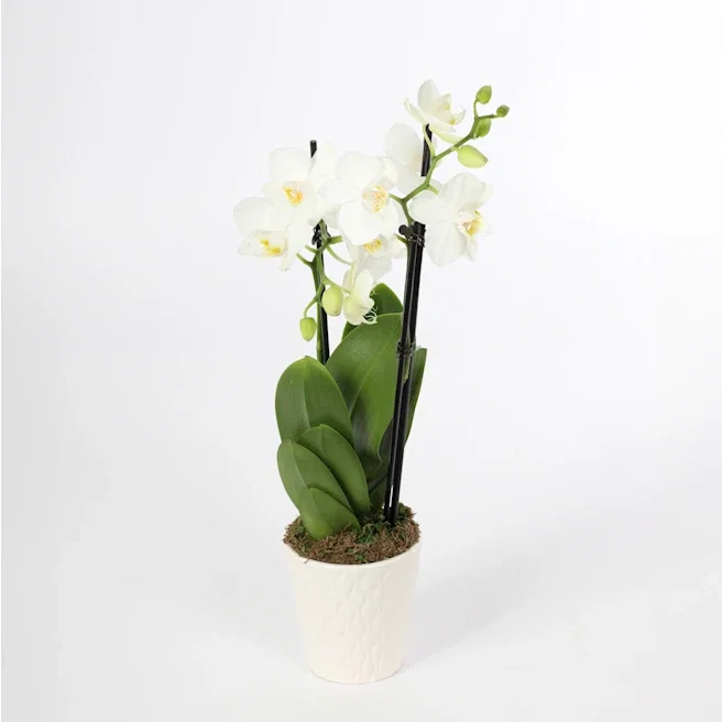 Small<br>Premium Orchid