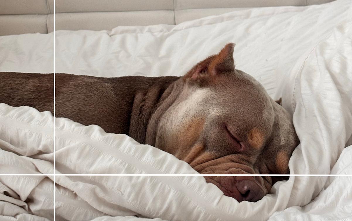 sleeping dog
