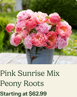 Peony Roots - Pink Sunrise Mix