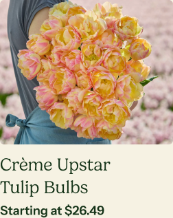 Tulip Bulbs - Crème Upstar