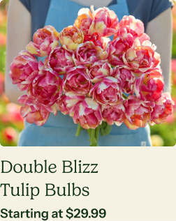 Tulip Bulbs - Double Blizz