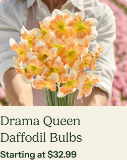 Daffodil Bulbs - Drama Queen