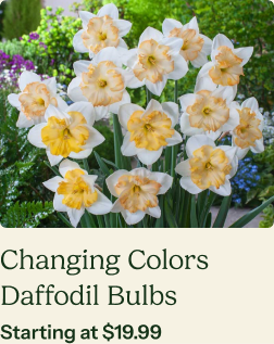 Daffodil Bulbs - Changing Colors
