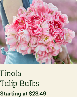 Tulip Bulbs - Finola