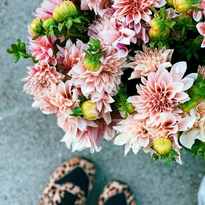 Blush and cream dahlias with green buds