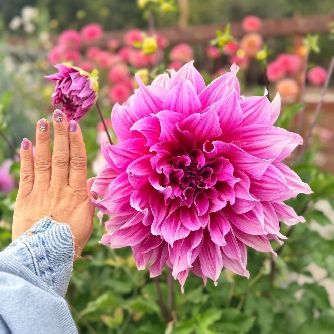 Dinner plate dahlia at the garden at the Farmquarters
