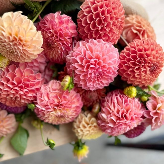 Pink and orange ball dahlias wrapped in burlap.