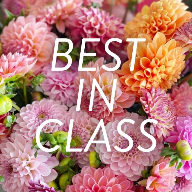 Dahlia varieties, the ones we ship, the ones we don't, and why.