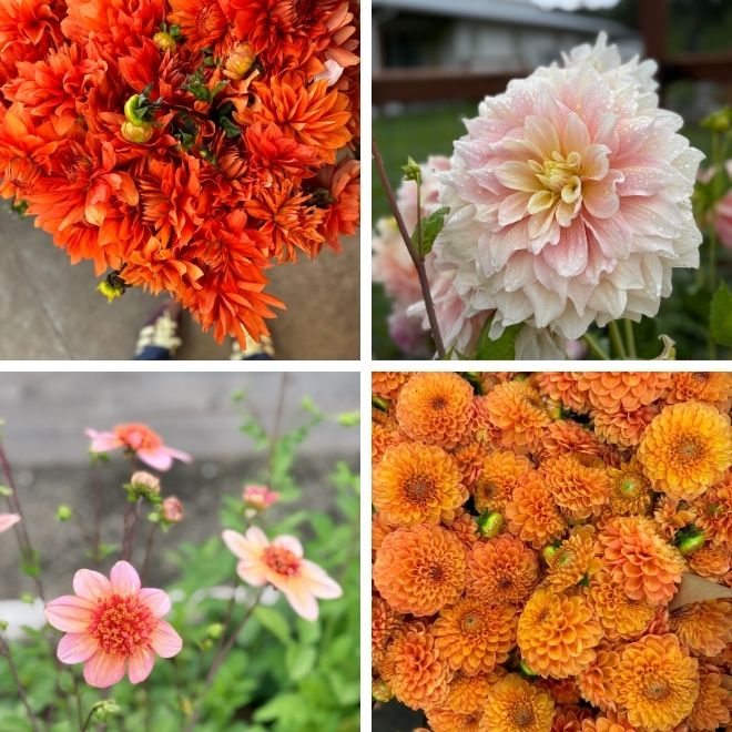 Orange, blush, coral and golden dahlias in a four-photo grid