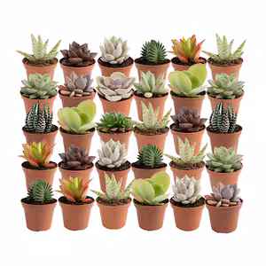 Up to 30% off Select Costa Farms Plants