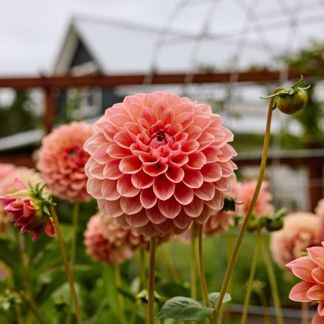 Take 15% Off on your next bouquet with code LONGTIME until Friday.