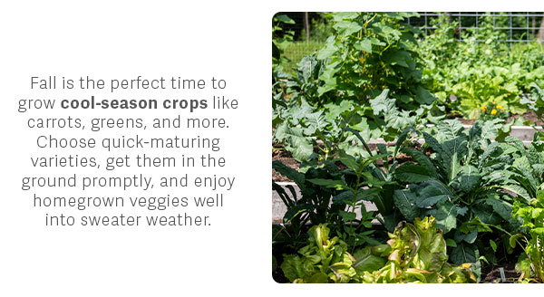 Fall is the perfect time to grow cool-season crops like carrots, greens, and more. Choose quick-maturing varieties, get them in the ground promptly, and enjoy homegrown veggies well into sweater weather. 