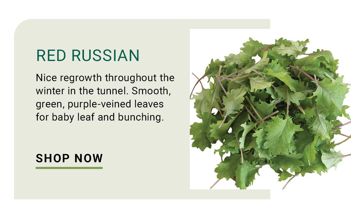 Red Russian Kale - Shop Now