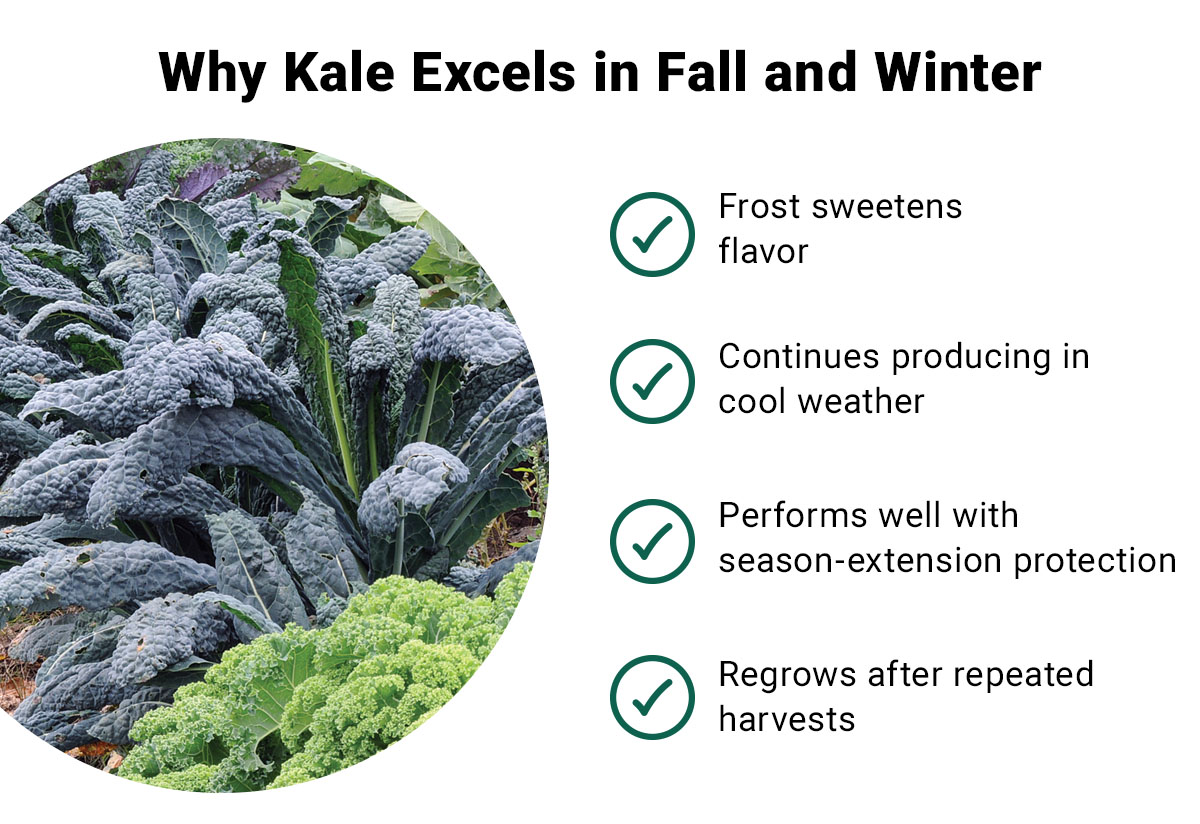 Why Kale Excels in Fall and Winter - Frost sweetens flavor, continues producing in cool weather, performs well with season-extension protection, regrows after repeated harvests.