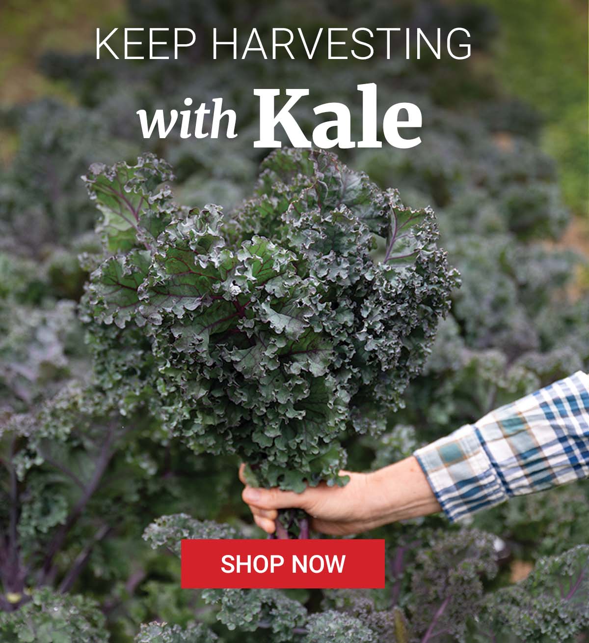 Keep Harvesting with Kale - Shop Now